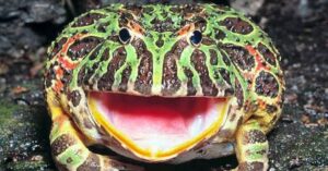 Happy green Pacman frog with mouth wide open showing yellow lining.