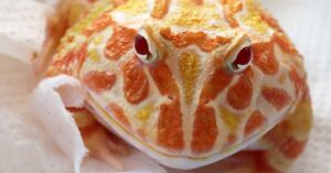 Albino Pacman frog with bright orange and white coloration.