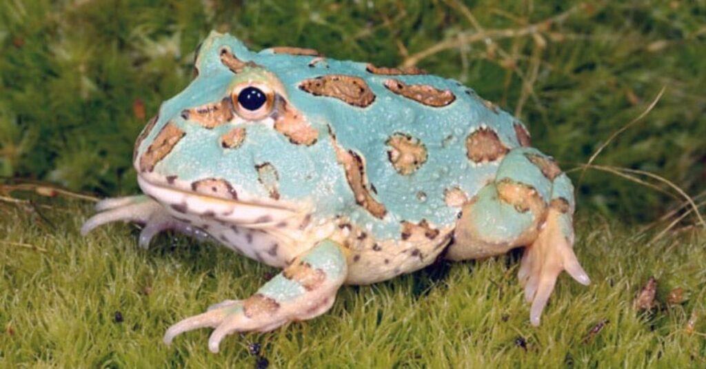Blue Pacman frog with tan markings sitting on grass.