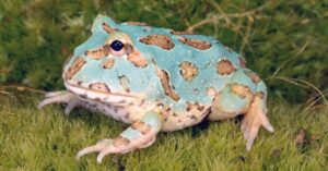 Blue Pacman frog with tan markings sitting on grass.