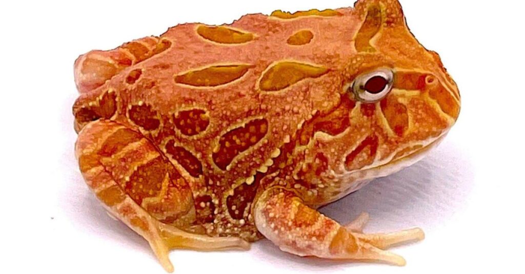 Orange and red patterned Pacman frog on a white background.