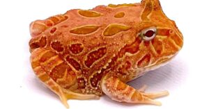 Orange and red patterned Pacman frog on a white background.