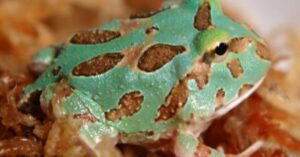 Close-up of a blue Pacman frog with brown markings.