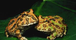 Pair of brown patterned Pacman frogs resting together.