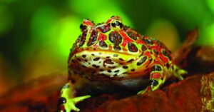 Vibrant red and green Pacman frog sitting on soil.