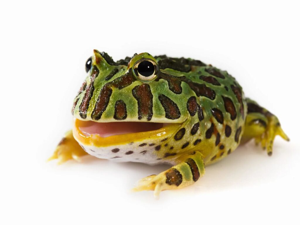 Bright green Pacman frog on white background, alert and healthy
