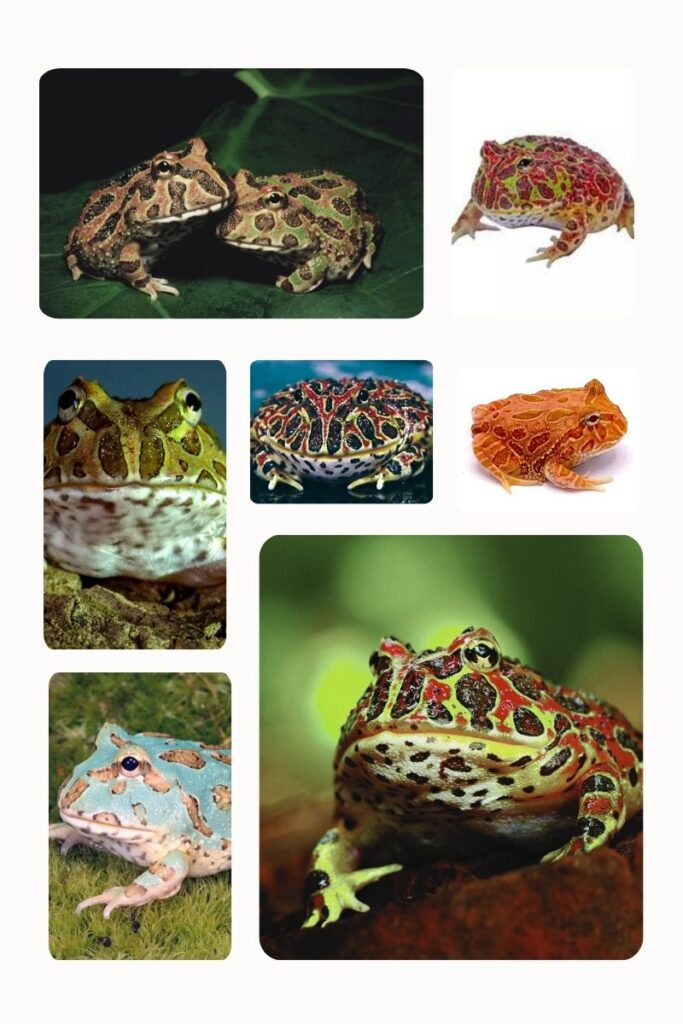 Collage of various Pacman frog morphs including bright green, blue, and orange variations.