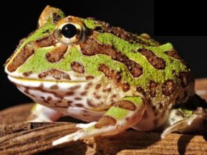 Green and brown Pacman frog under warm lighting