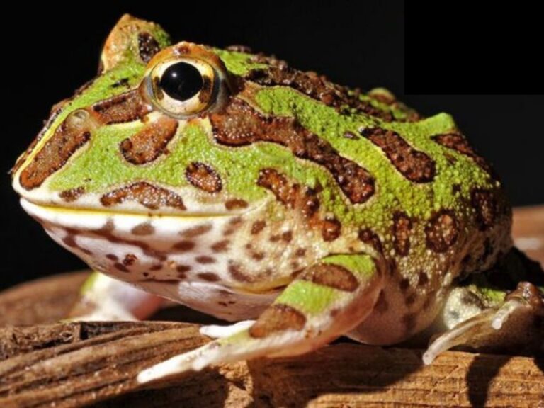 Green and brown Pacman frog under warm lighting