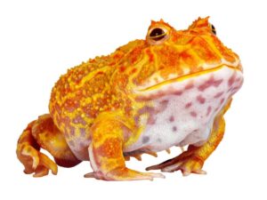 Vibrant albino Pacman frog with orange and yellow tones
