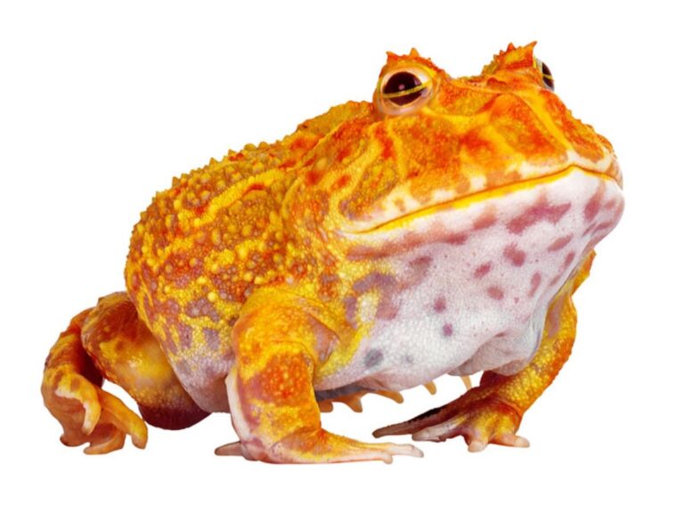Vibrant albino Pacman frog with orange and yellow tones