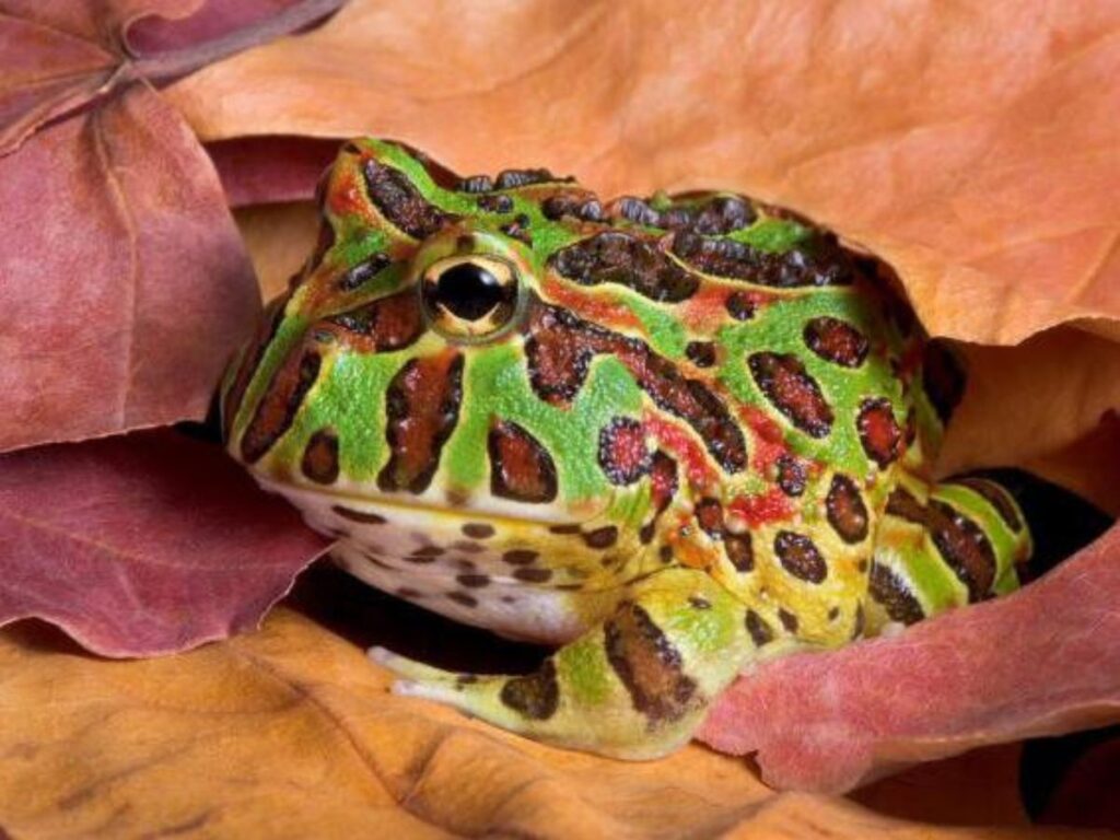 Classic green Pacman frog nestled in brown leaf litter