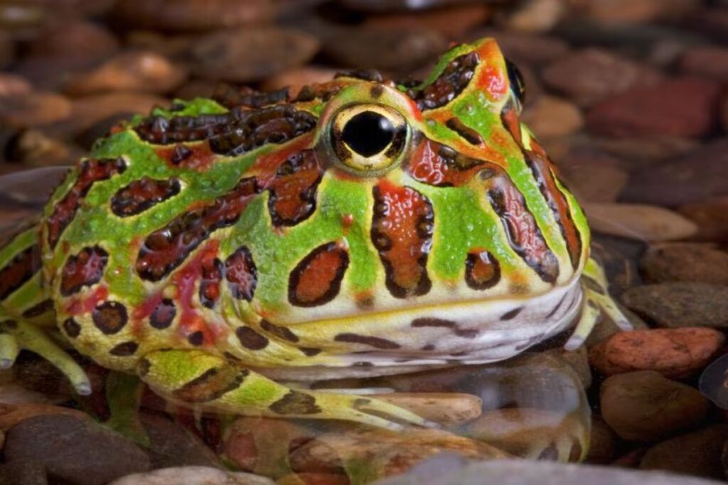 Green and orange Pacman frog resting in shallow water.