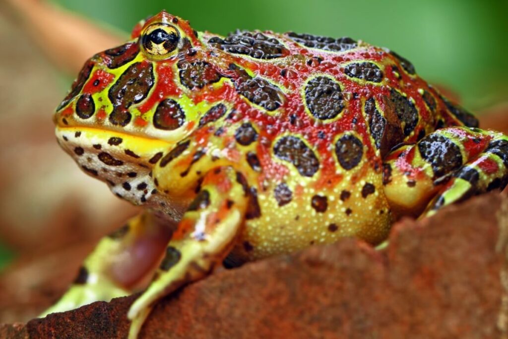 Red and green Pacman frog sitting on a rock with tongue partially visible.