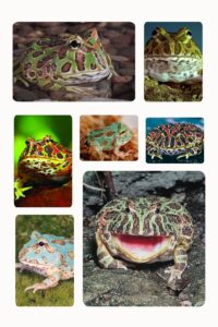 Picture of Pacman Frog Morphs: Color Variants and Genetics - PAC-MANFROG.COM