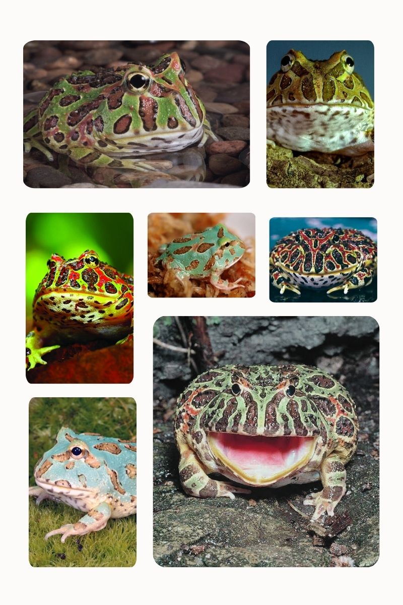 Close-up images of Pacman frogs showing their bright patterns and wide mouths.